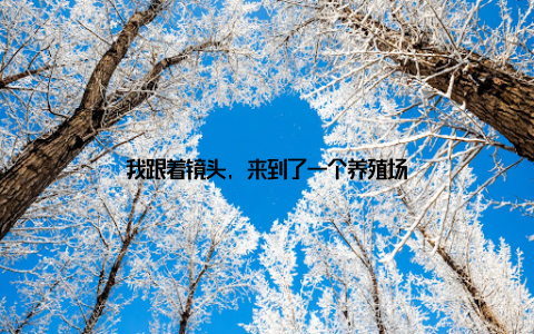 我跟着镜头, 来到了一个养殖场