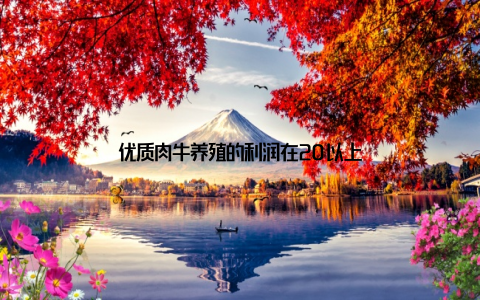 优质肉牛养殖的利润在20以上