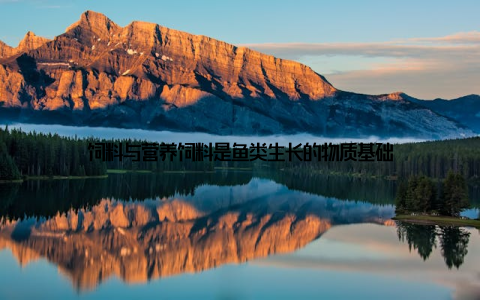 饲料与营养饲料是鱼类生长的物质基础