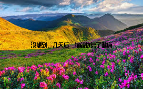 没想到, 几天后, 猪就恢复了健康