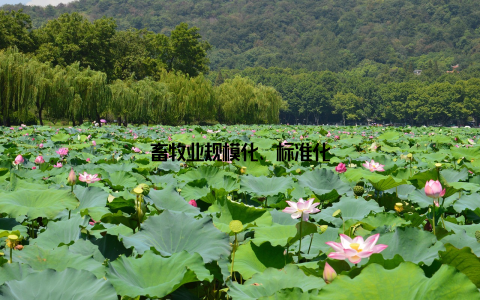 畜牧业规模化、标准化