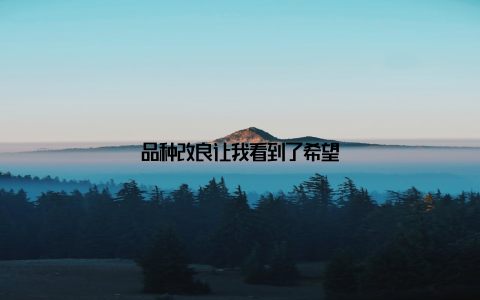 品种改良让我看到了希望